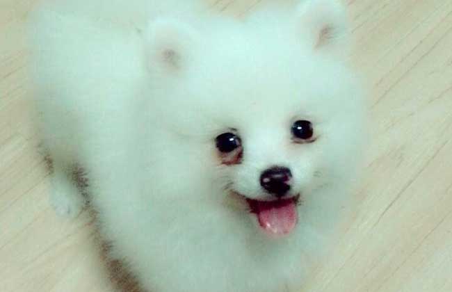 犬瘟热会传染人吗？