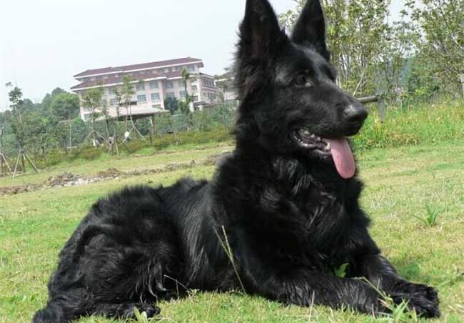 比利时牧羊犬吃什么狗粮？