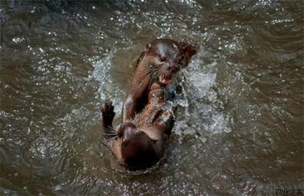 水獭领地争夺拳击战