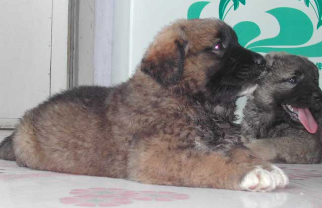 高加索犬的训练方法