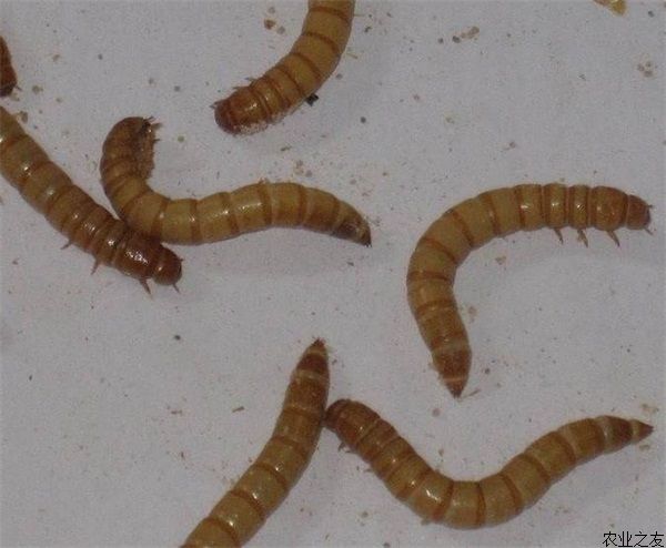 黄粉虫养殖注意事项