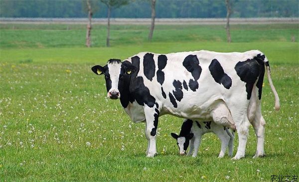 泌乳奶牛的夏季管理