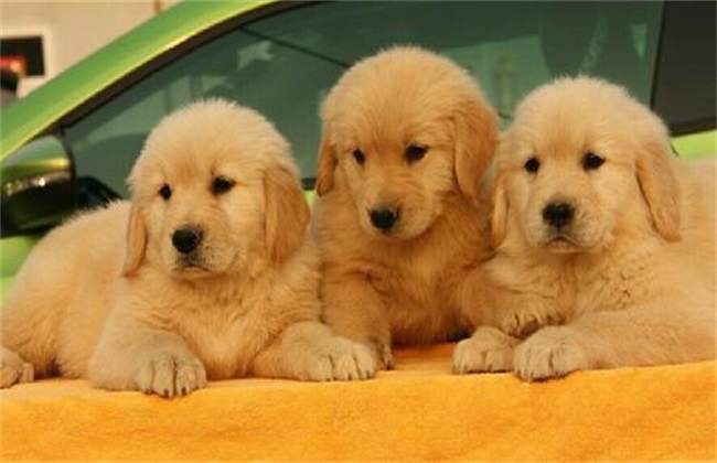 新手养金毛要注意什么 金毛幼犬饲养注意事项