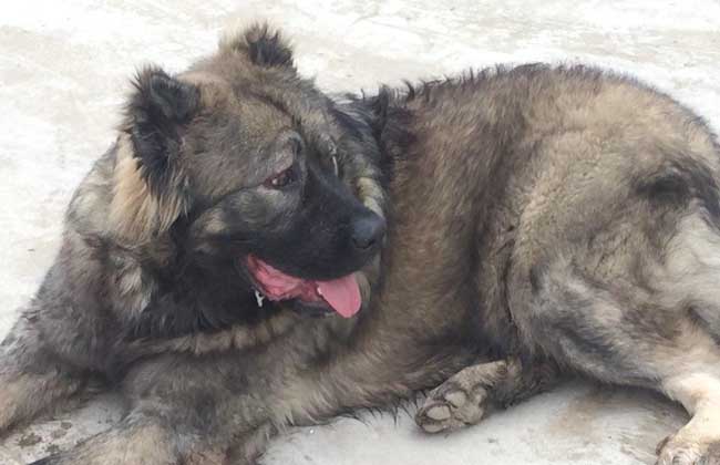 高加索犬能长多大？