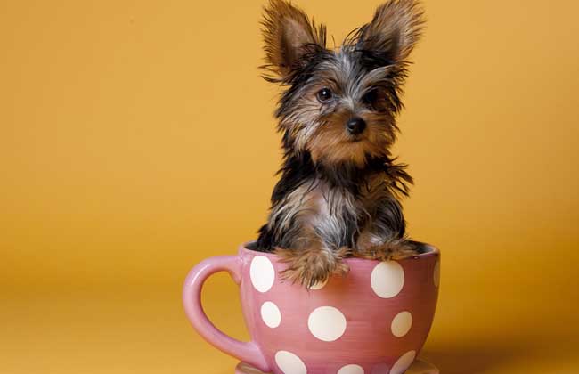 茶杯犬是怎么来的？