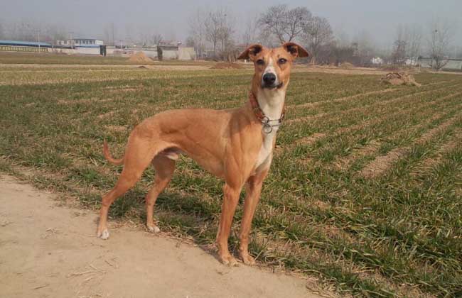 惠比特犬如何训练？