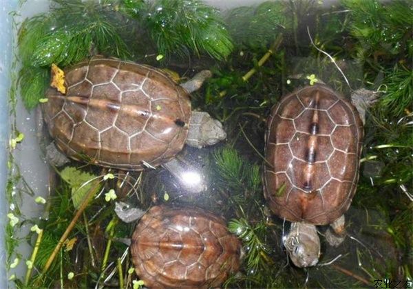 养龟怎样科学用水