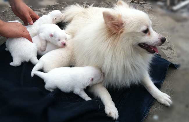 银狐犬怎么养才好？