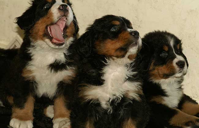 伯恩山犬好养吗？