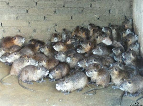 海狸鼠养殖技术问答