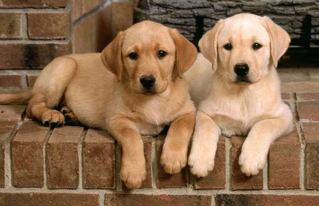 金毛犬和拉布拉多的区别