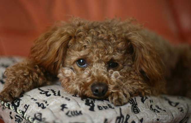 贵宾犬吃什么狗粮好？