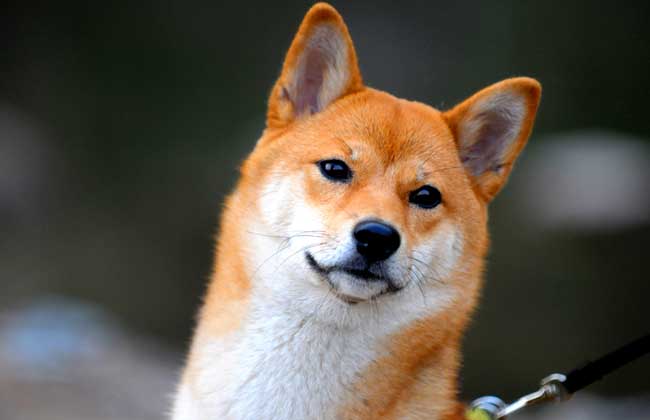 日本柴犬怎么养？