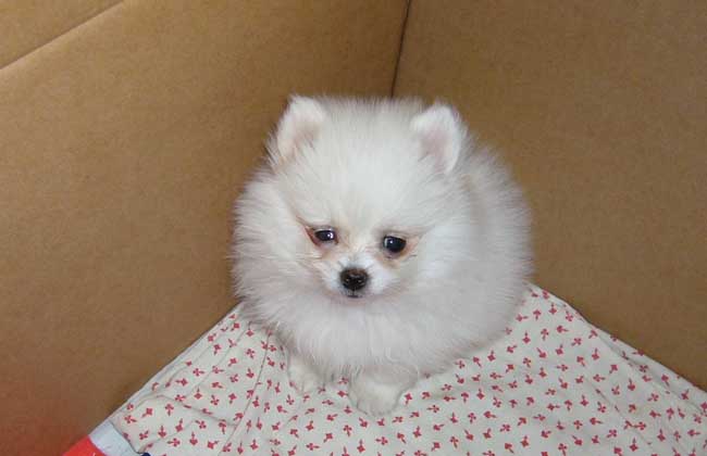 博美犬的寿命多长？