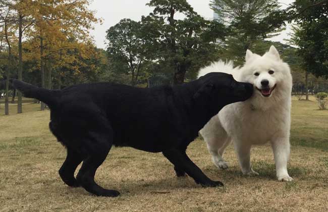 萨摩耶犬的性格怎么样？