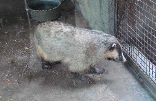 狗獾吃什么食物？
