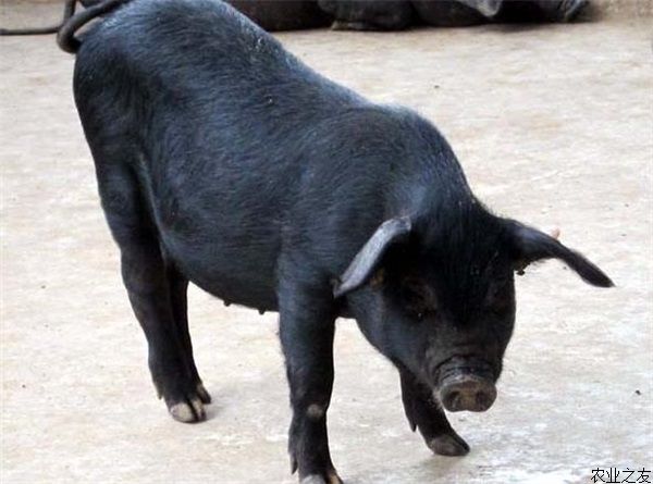 规模化养猪基本要求