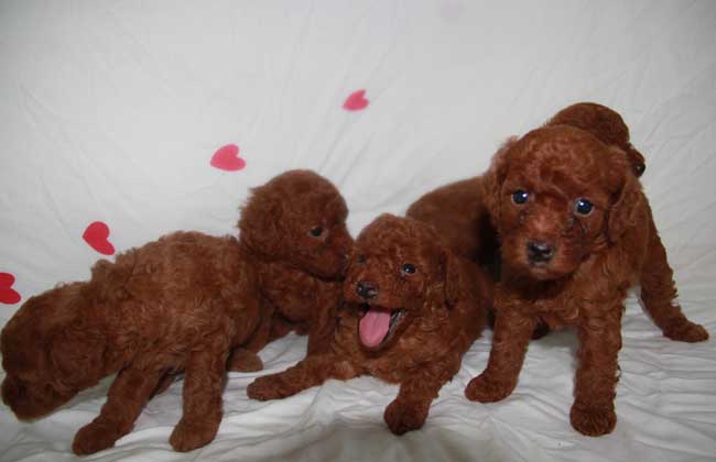 贵宾犬怎么养才好？