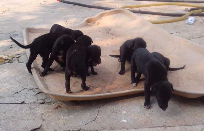 格力犬怎么养才好？