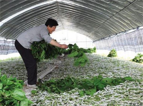大棚养蚕技术和作用