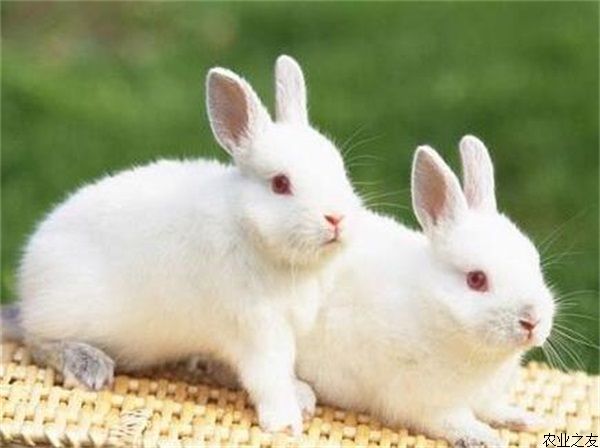 獭兔要养好选种很重要
