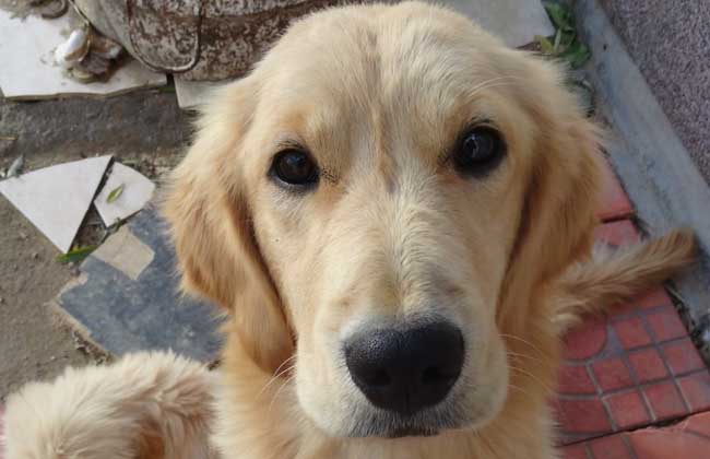 金毛犬和拉布拉多的区别