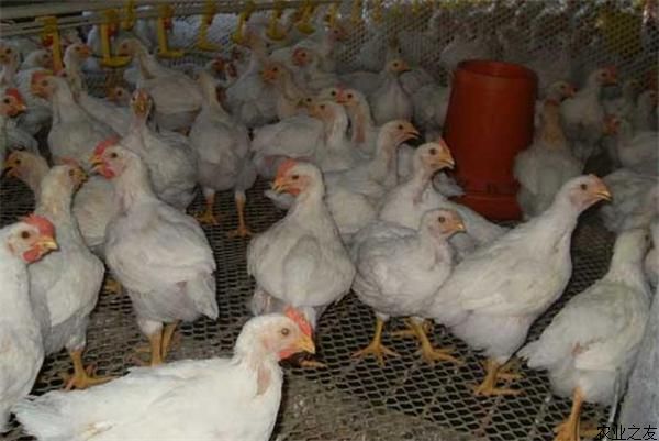 肉鸡养殖技术