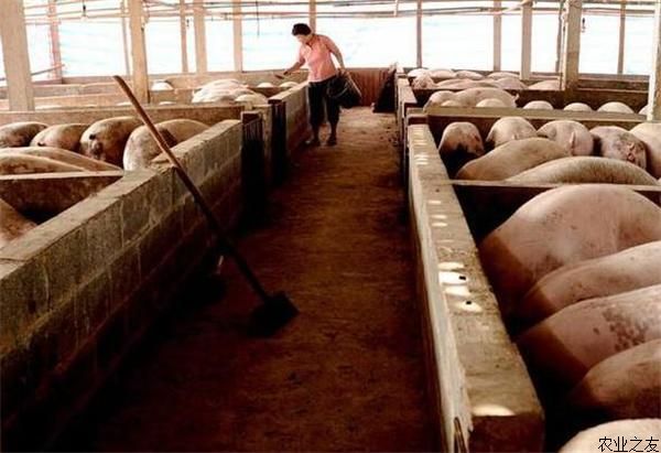 猪场饲料浪费的原因及改进建议