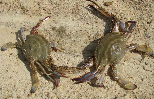 秋季河蟹死亡的原因
