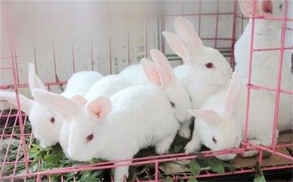 饲料添加油脂獭兔壮