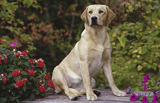 金毛犬和拉布拉多的区别