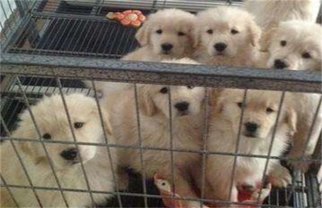 新手养金毛要注意什么 金毛幼犬饲养注意事项