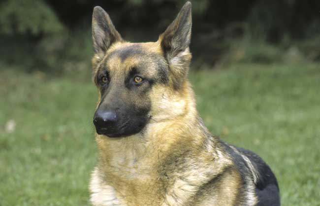 德国牧羊犬吃什么好？