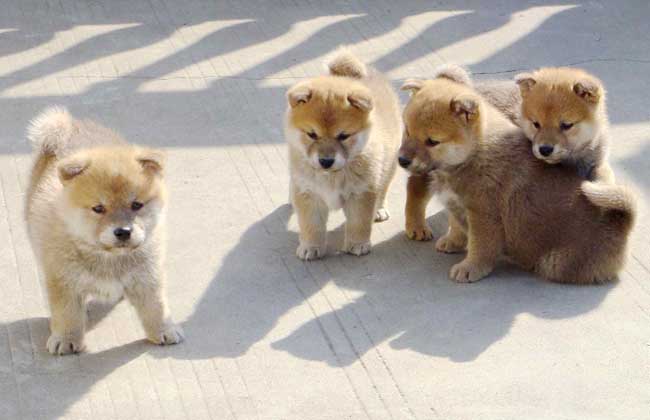柴犬怎么挑选？