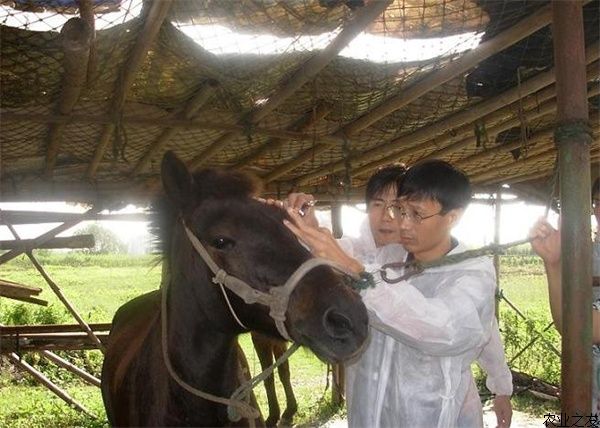 马流感的综合防治