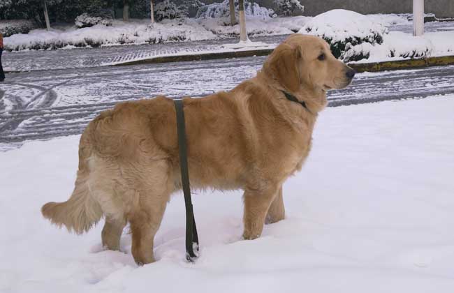 金毛犬和拉布拉多的区别