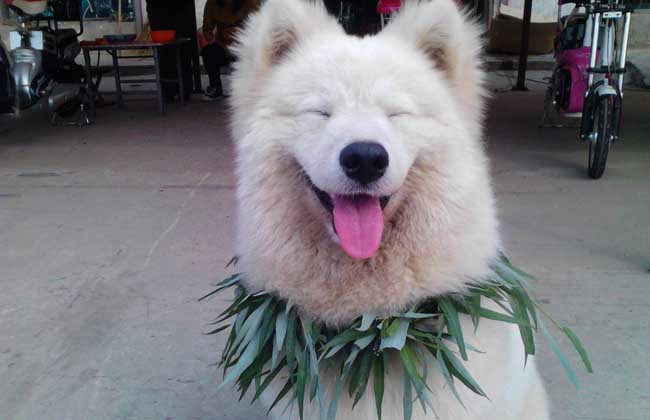 萨摩耶犬的性格怎么样？