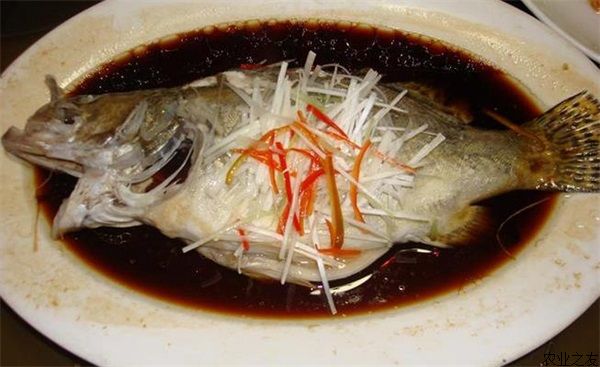 鳜鱼养殖亲鱼池塘套养