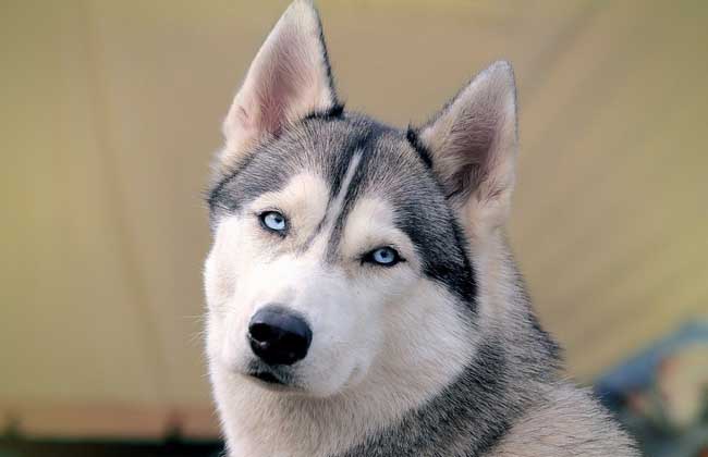 阿拉斯加雪橇犬和哈士奇的区别