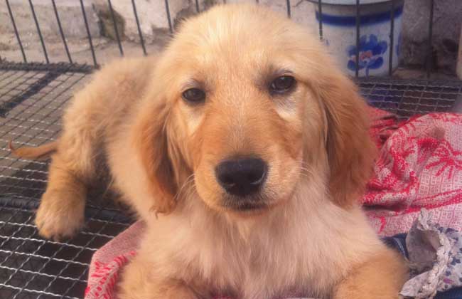 金毛犬和拉布拉多的区别