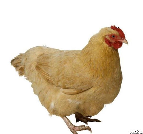 大蒜在养鸡上的妙用