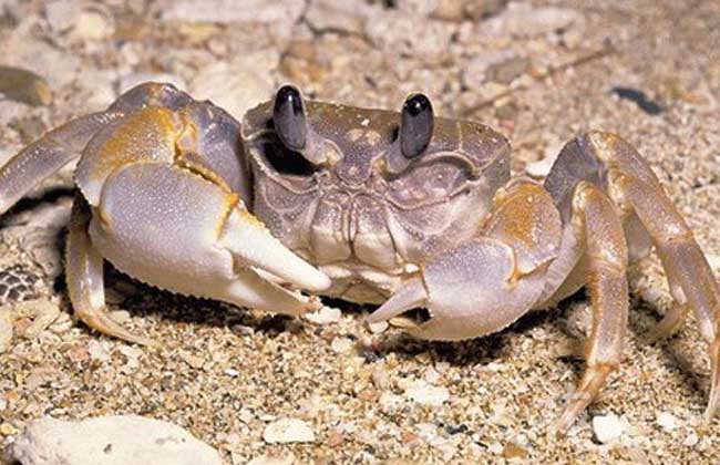 秋季河蟹死亡的原因