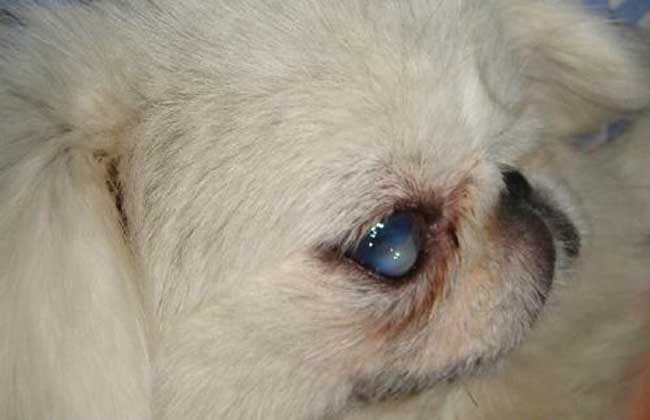 犬瘟热初期症状有哪些？