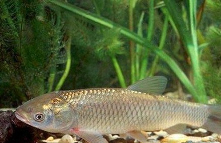 一亩池塘养多少草鱼 怎样规划池塘养草鱼
