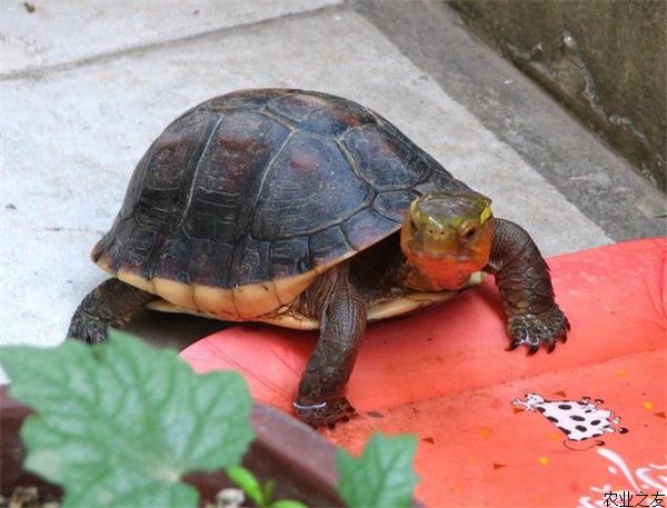 夏季养龟注意事项