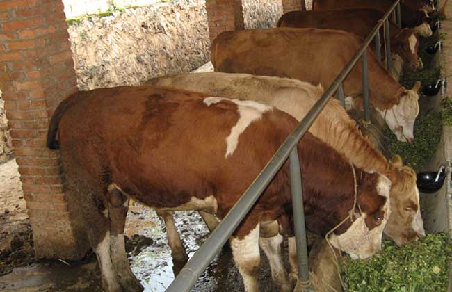 肉牛常见疾病防治方法