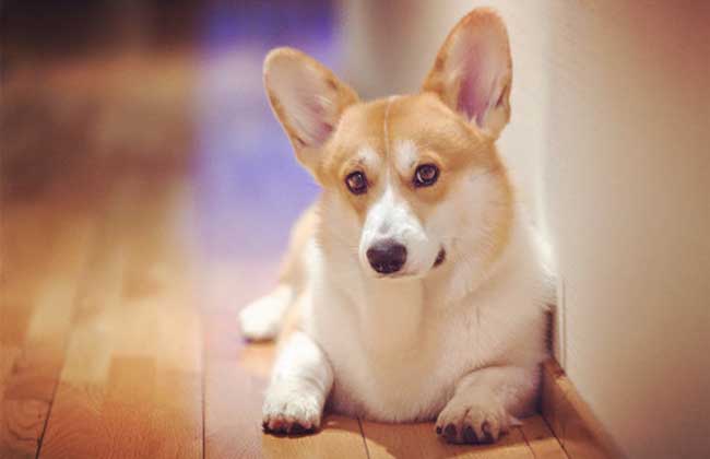 犬细小病毒怎么治疗？