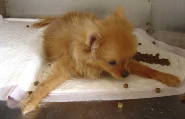 犬瘟热能治好吗？