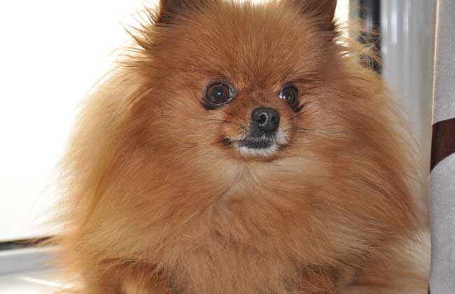 博美犬吃什么狗粮？