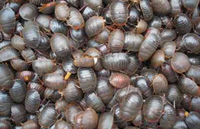 土元养殖有哪些风险?